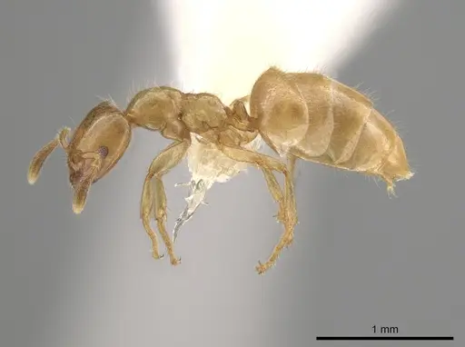 Myrmelachista flavocotea - CASENT0631817