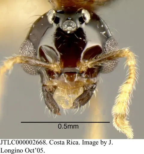 Myrmelachista flavocotea - JTLC000002668