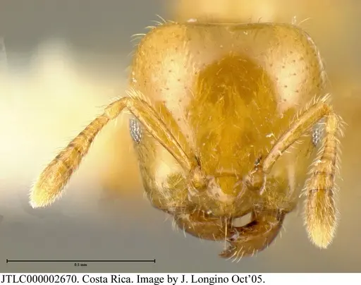 Myrmelachista flavocotea - JTLC000002670