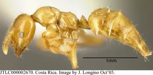Myrmelachista flavocotea - JTLC000002670