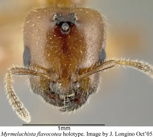Myrmelachista flavocotea - JTLC000006174