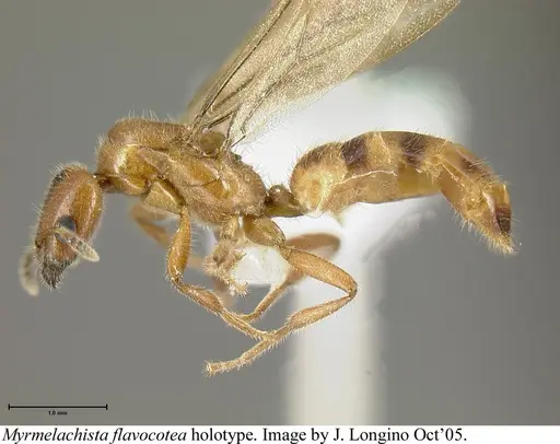 Myrmelachista flavocotea - JTLC000006174