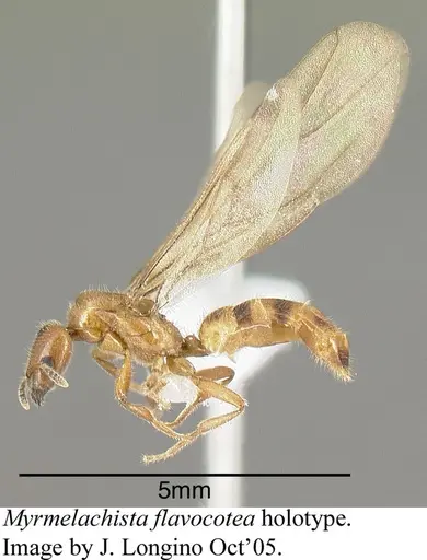 Myrmelachista flavocotea - JTLC000006174