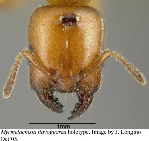 Myrmelachista flavoguarea specimen
