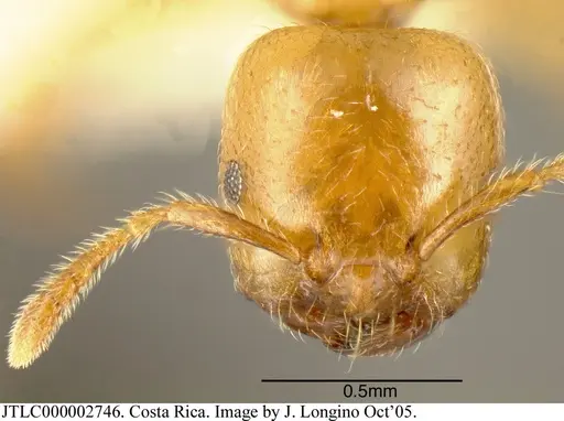 Myrmelachista flavoguarea - JTLC000002746