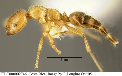 Myrmelachista flavoguarea - JTLC000002746