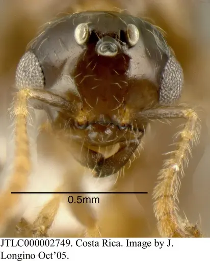 Myrmelachista flavoguarea - JTLC000002749