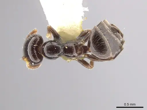 Myrmelachista gagates - MCZ-ENT00021419