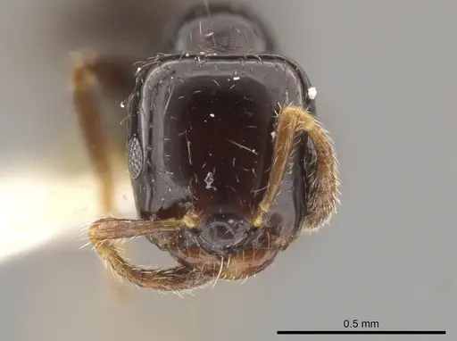 Myrmelachista gagates - MCZ-ENT00021419