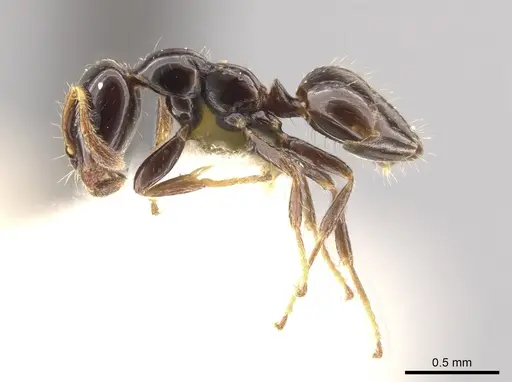 Myrmelachista gagates - MCZ-ENT00021419