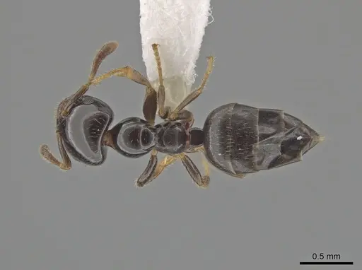 Myrmelachista gagates - MCZ-ENT00595350