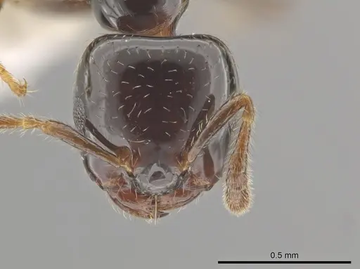 Myrmelachista gagates - MCZ-ENT00595350