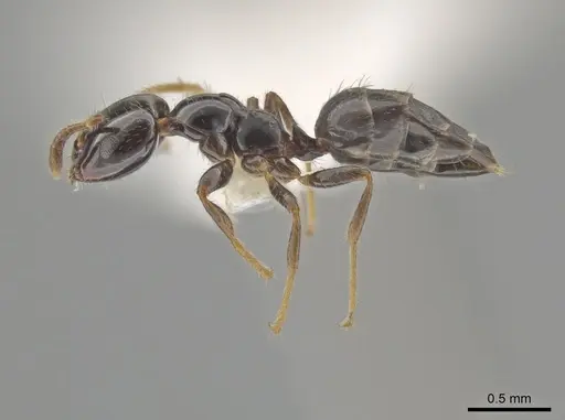 Myrmelachista gagates - MCZ-ENT00595350