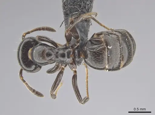 Myrmelachista gagatina specimen