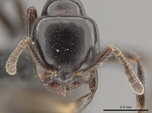 Myrmelachista gagatina specimen