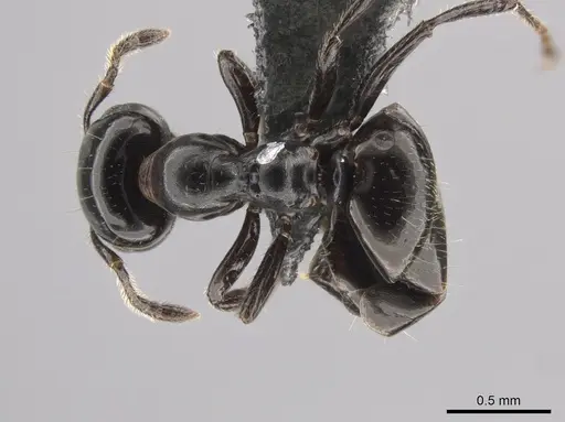 Myrmelachista gagatina - CASENT0647439