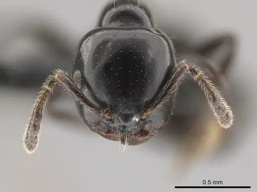 Myrmelachista gagatina - CASENT0647439