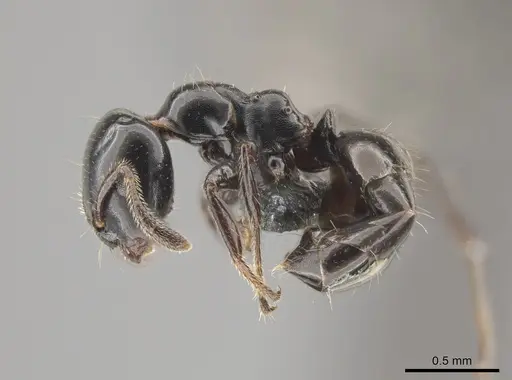 Myrmelachista gagatina - CASENT0647439