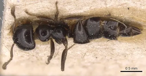 Myrmelachista gagatina - CASENT0905169