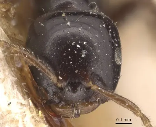 Myrmelachista gagatina - CASENT0905169