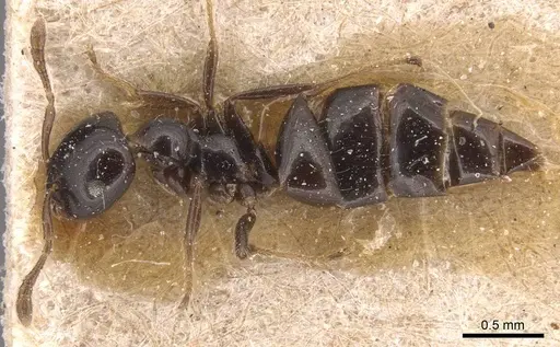 Myrmelachista gagatina - CASENT0905169