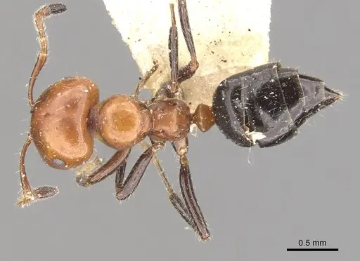 Myrmelachista goeldii specimen