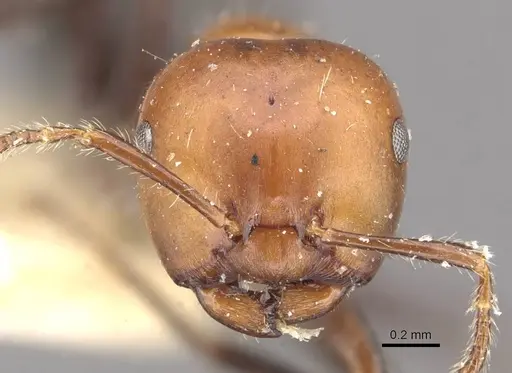 Myrmelachista goeldii specimen