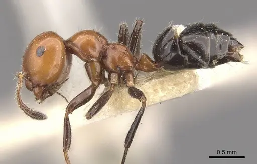 Myrmelachista goeldii specimen