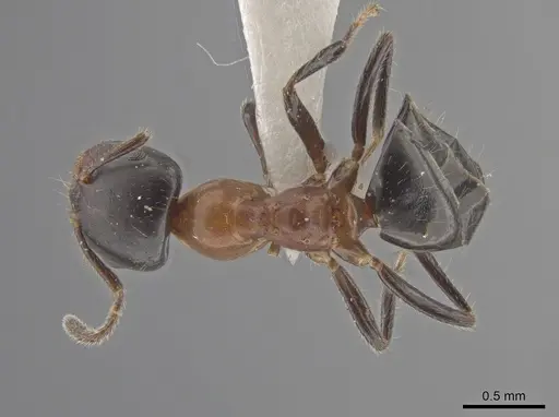 Myrmelachista goeldii - MZSP70927