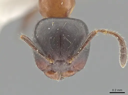 Myrmelachista goeldii - MZSP70927