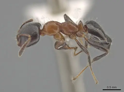 Myrmelachista goeldii - MZSP70927