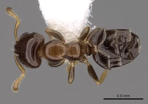 Myrmelachista guyanensis specimen