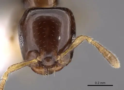 Myrmelachista guyanensis specimen