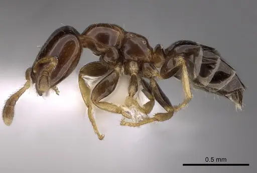 Myrmelachista guyanensis specimen