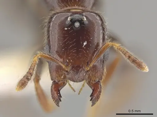 Myrmelachista haberi specimen