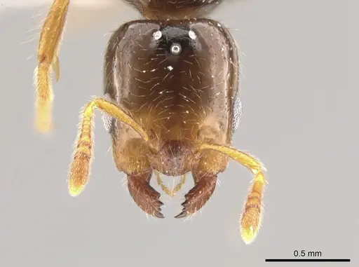 Myrmelachista haberi - CASENT0637230