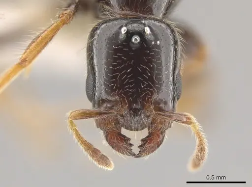 Myrmelachista haberi - CASENT0637232