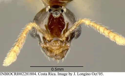 Myrmelachista haberi - INBIOCRI002281804