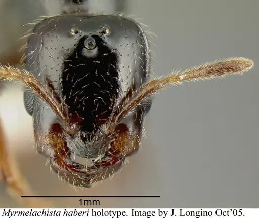 Myrmelachista haberi - INBIOCRI002281806