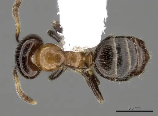 Myrmelachista joycei specimen