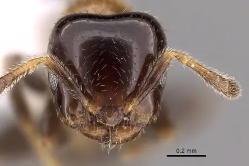 Myrmelachista joycei specimen