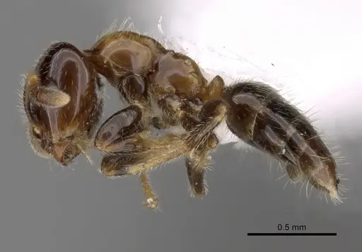 Myrmelachista joycei specimen