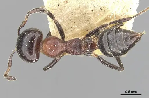 Myrmelachista kloetersi specimen