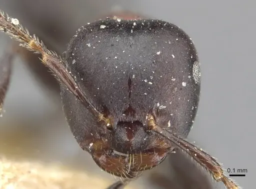 Myrmelachista kloetersi specimen