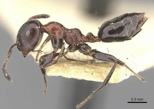 Myrmelachista kloetersi specimen