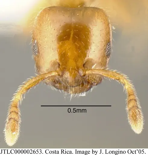 Myrmelachista lauroatlantica specimen