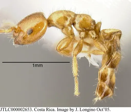 Myrmelachista lauroatlantica specimen