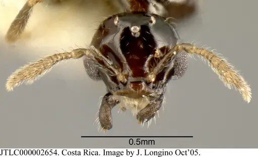 Myrmelachista lauroatlantica - JTLC000002654