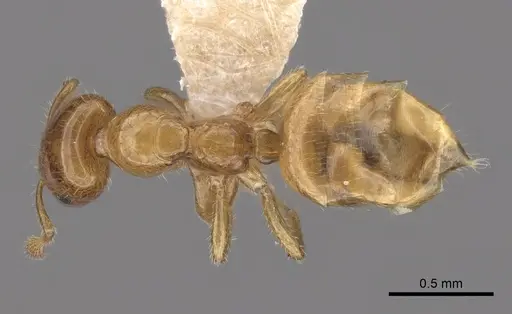 Myrmelachista lauropacifica specimen