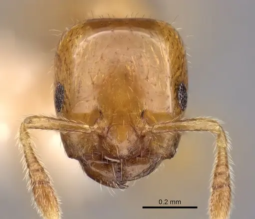 Myrmelachista lauropacifica specimen